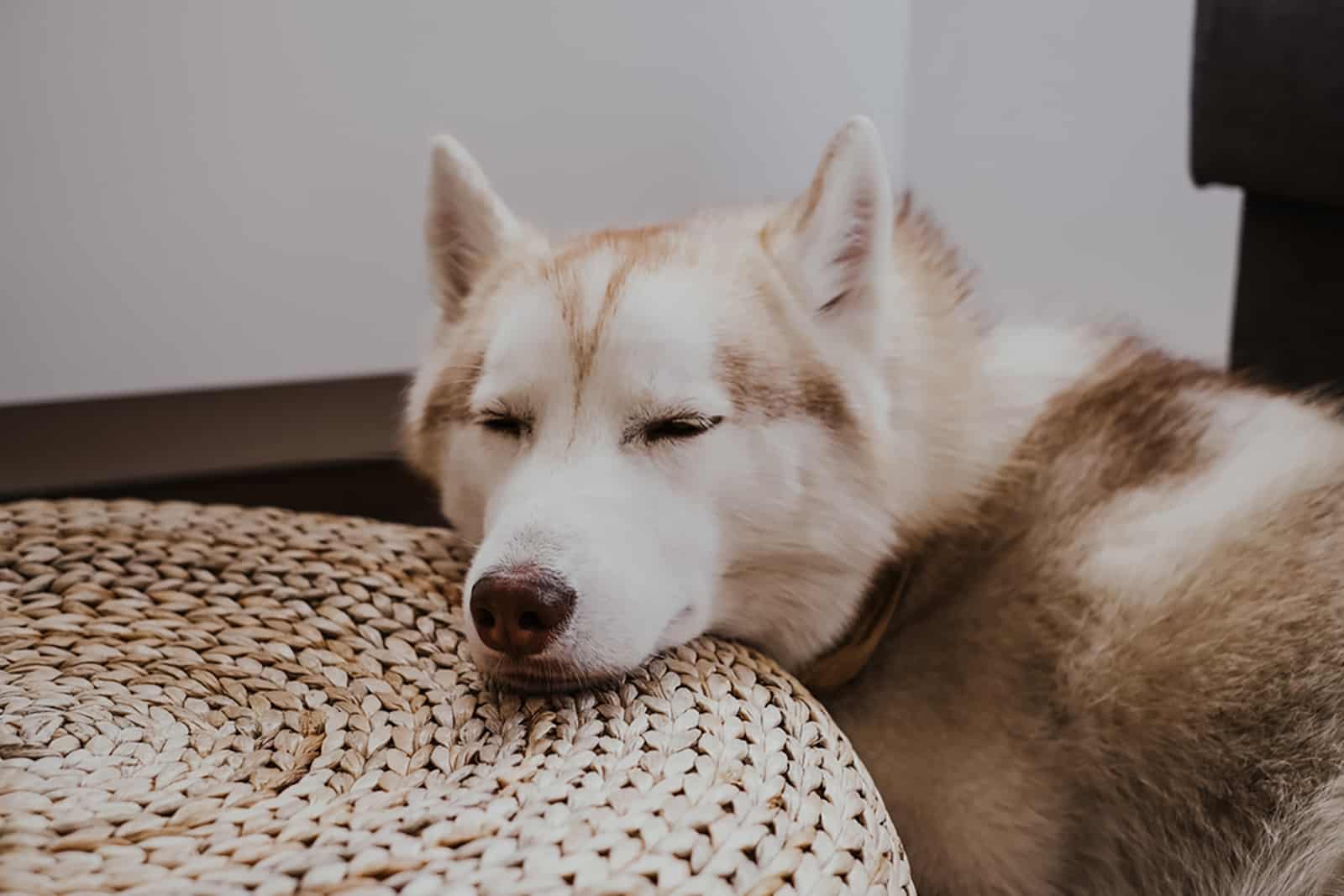 siberian husky sleeping on ottoman