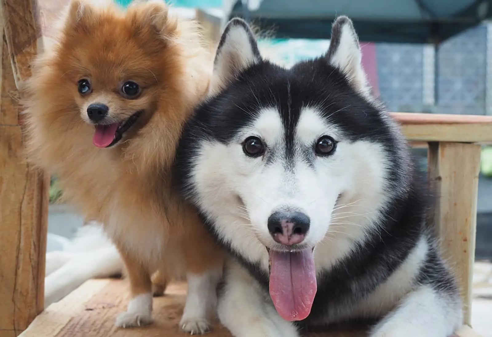 siberian husky and pomeranian sitting on wooden chair