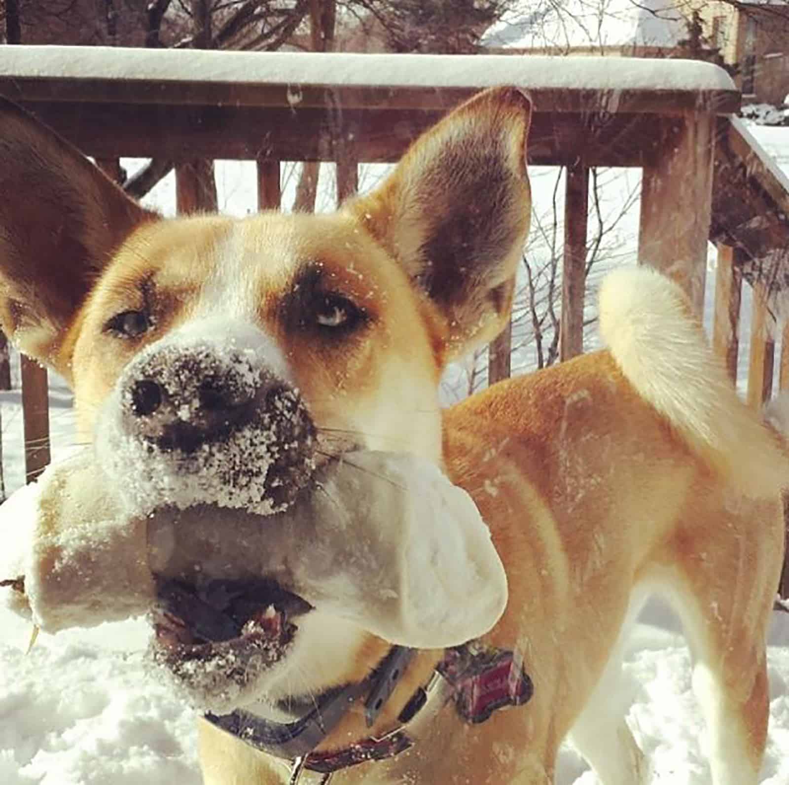 siberian husky basenji mix holing a bone in his mouth