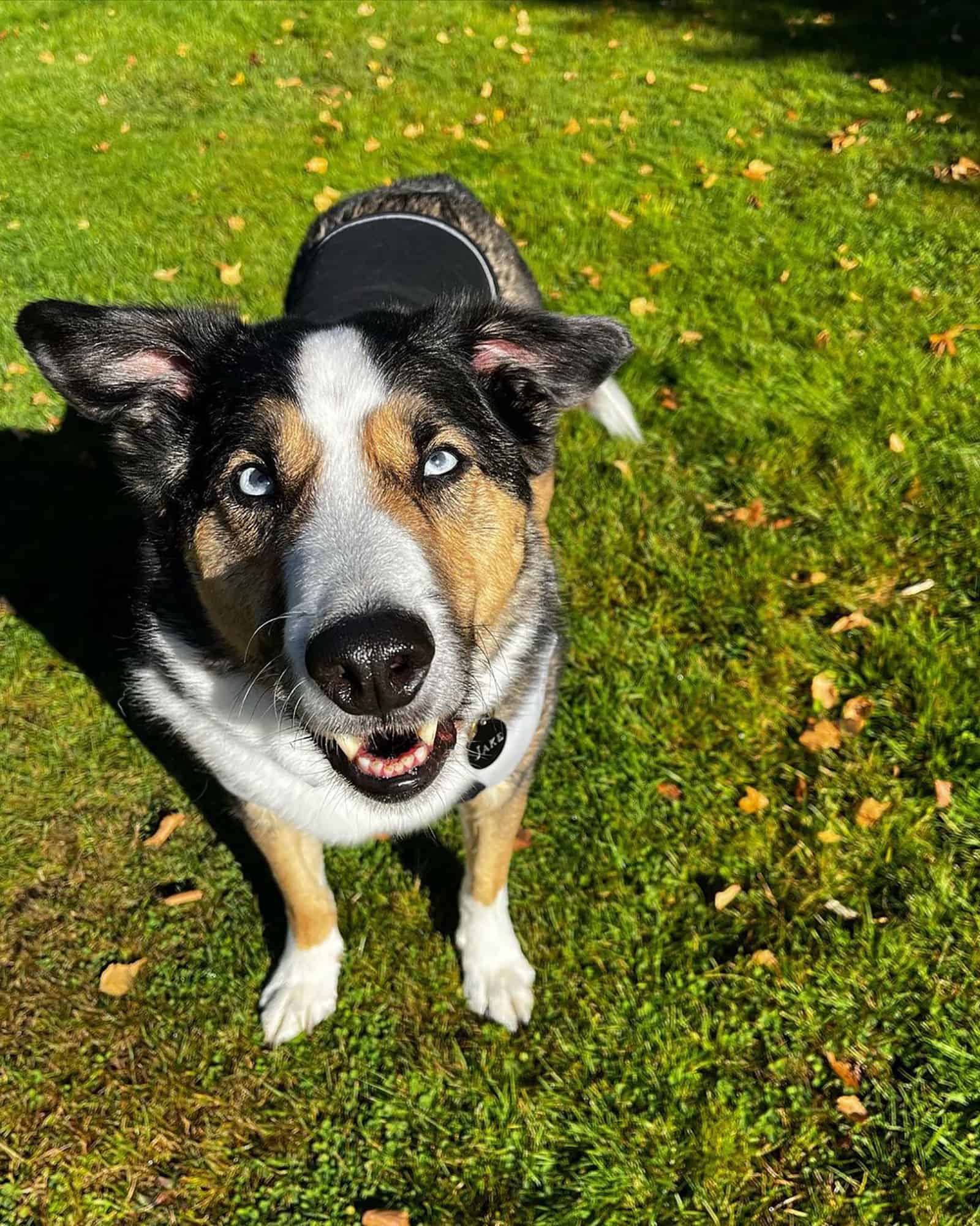 siberian husky beagle mix sitting on the grass