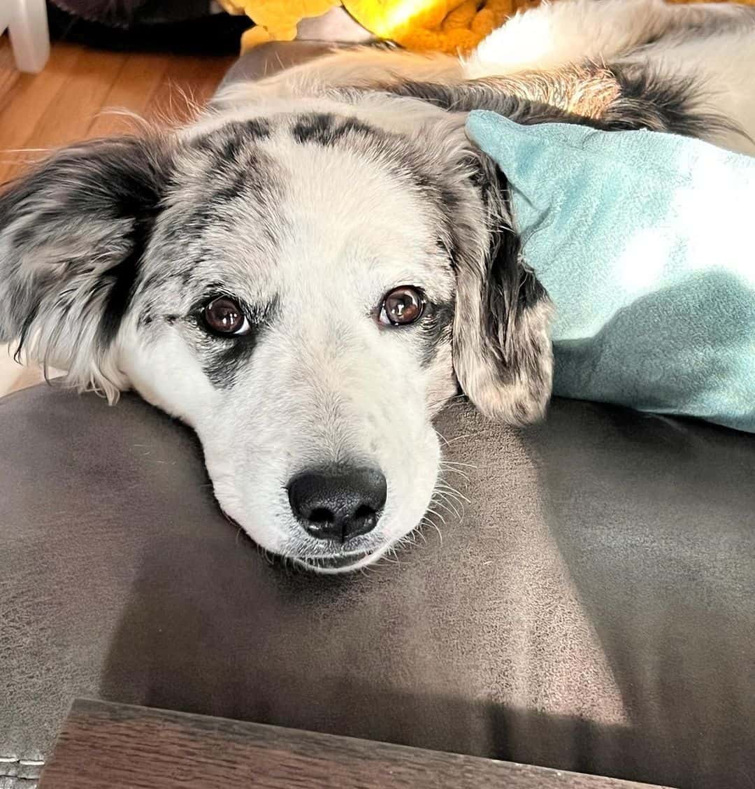 sick Great Pyrenees Australian Shepherd