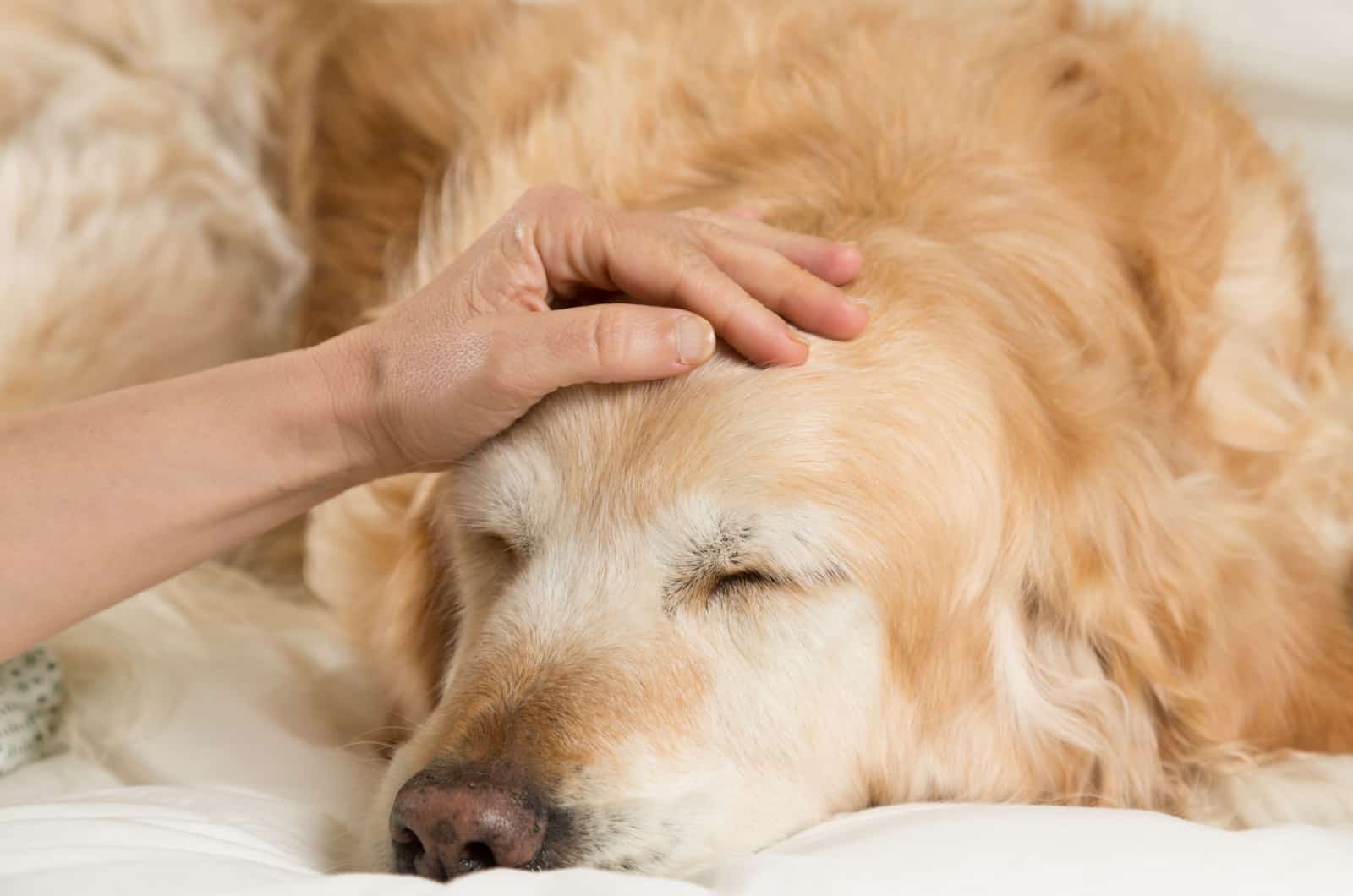 sick golden retriever