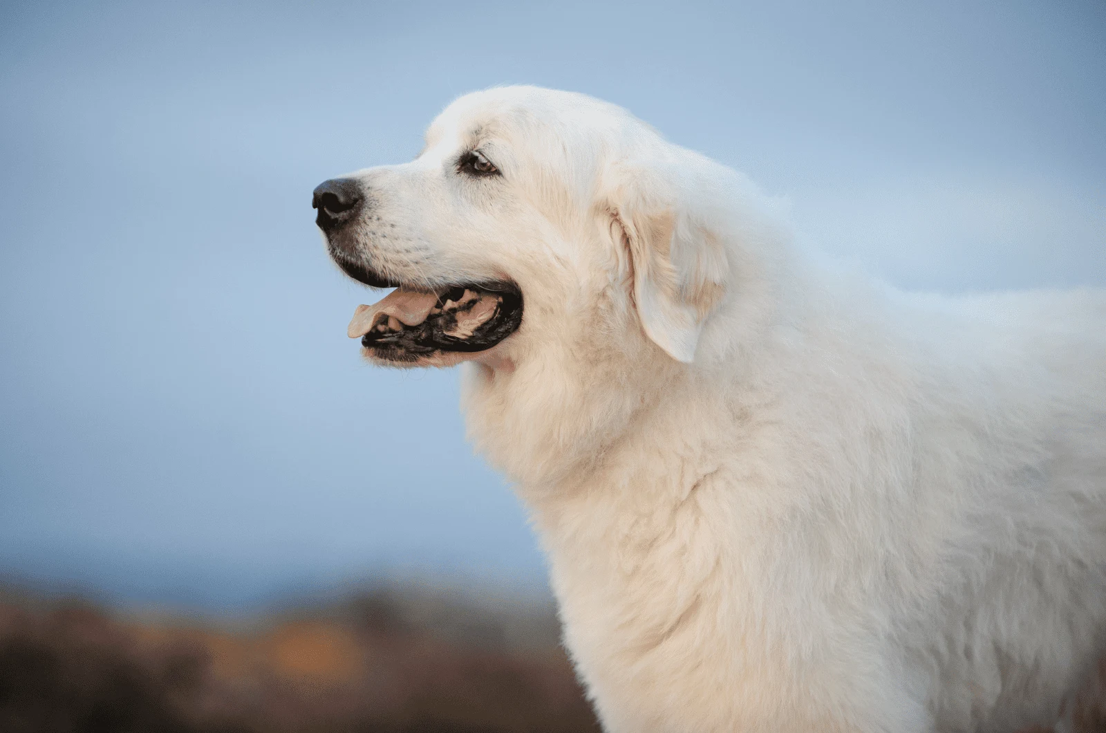 side portrait of a great pyrenees