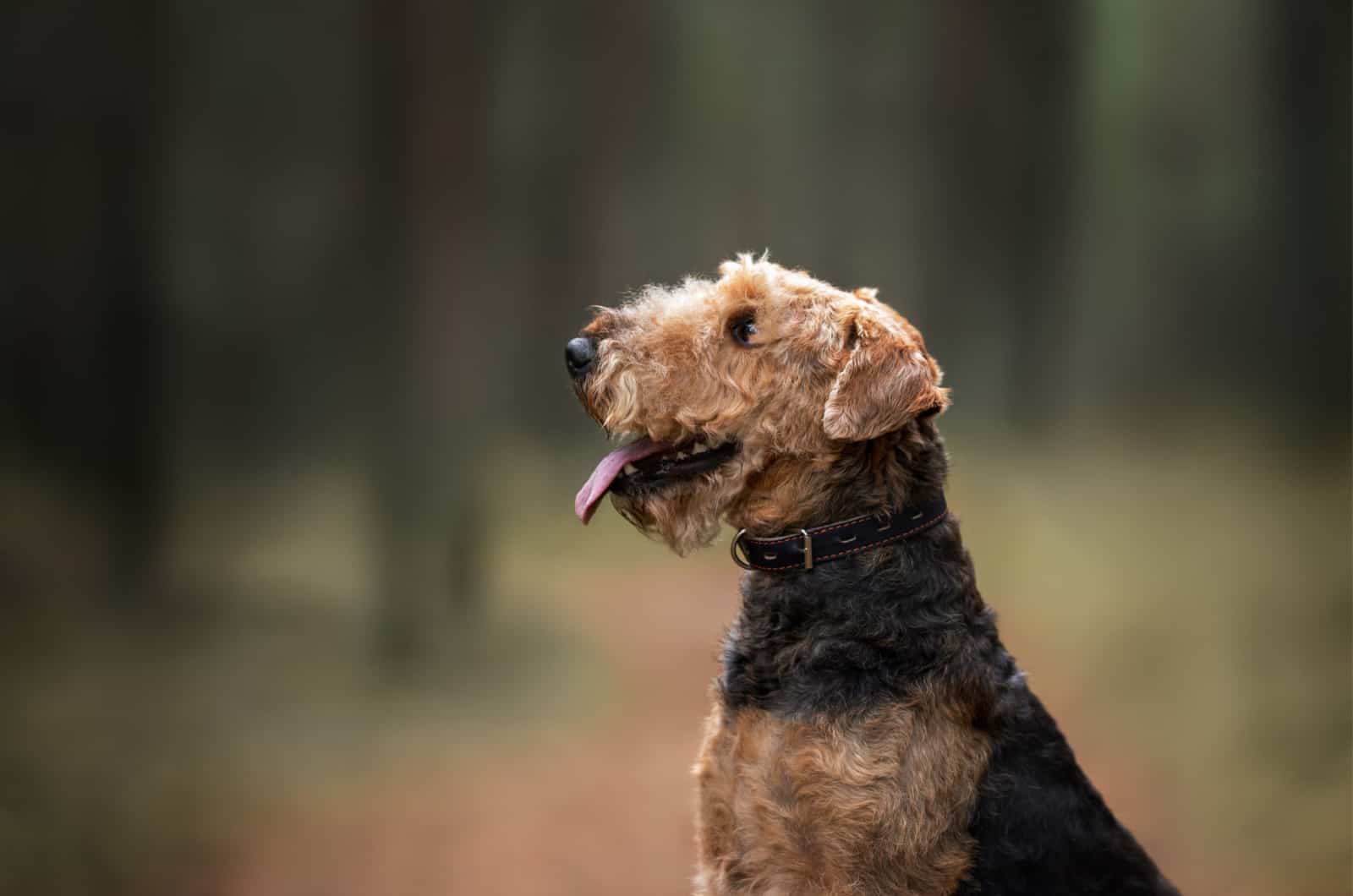 side portrait of an Airedale Terrier