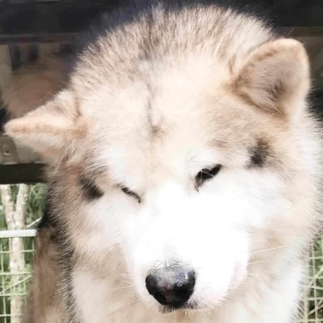 silver alaskan malamute