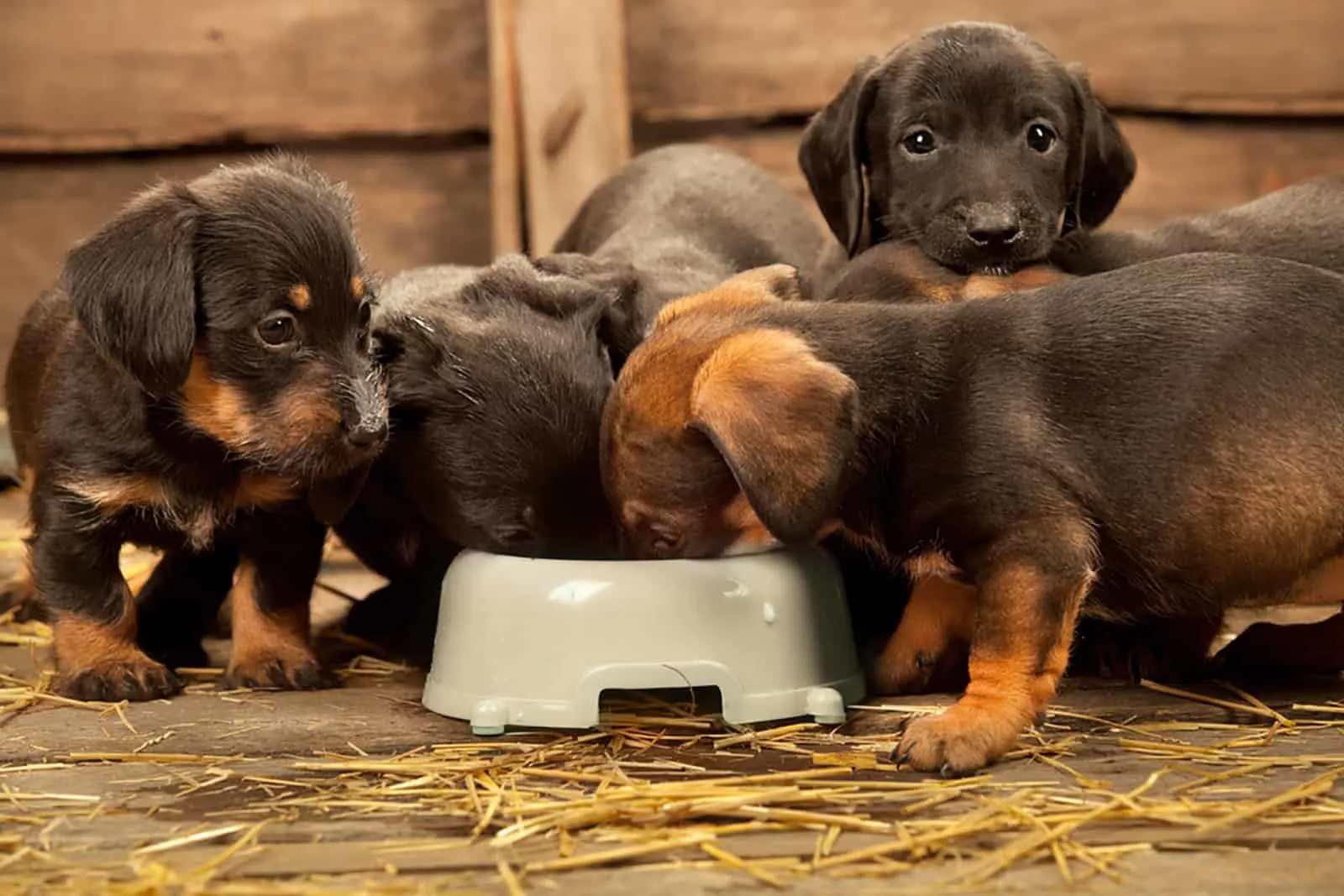 six puppies of dachshund eating from a bowl
