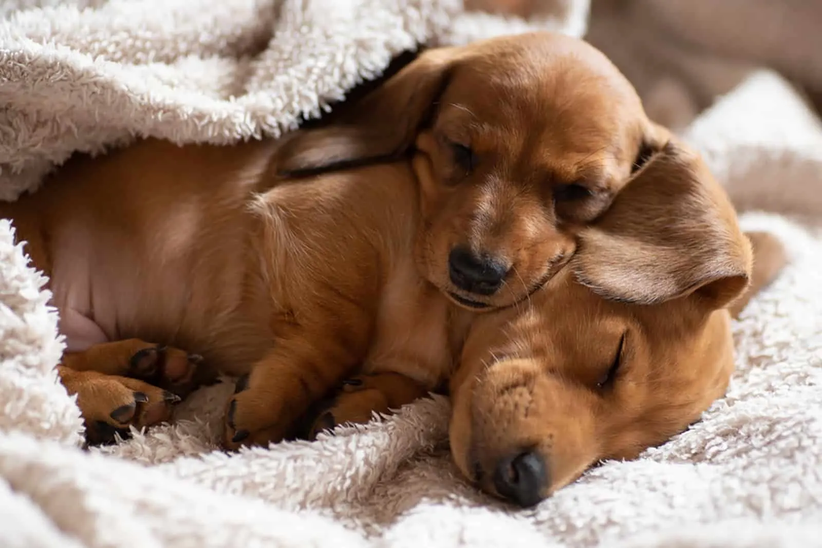 sleeping dachshund puppies in white blanket