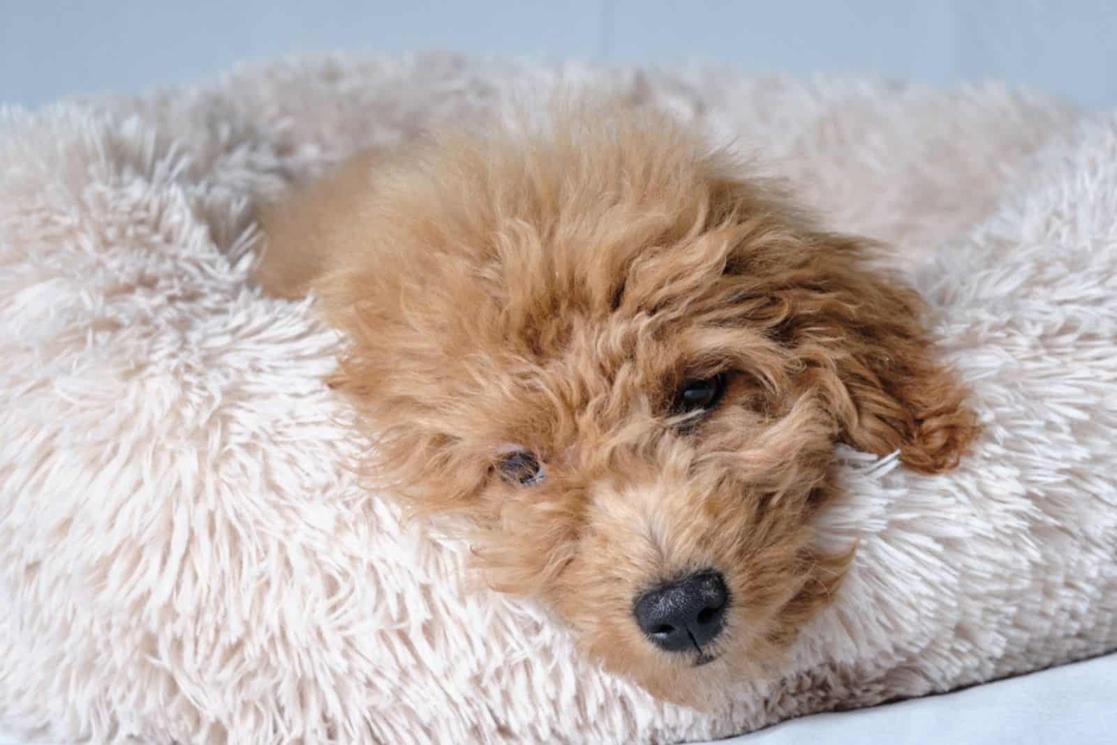 sleepy goldendoodle laying