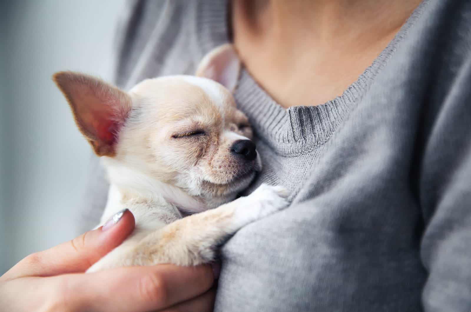 small chihuahua resting on owner's chest