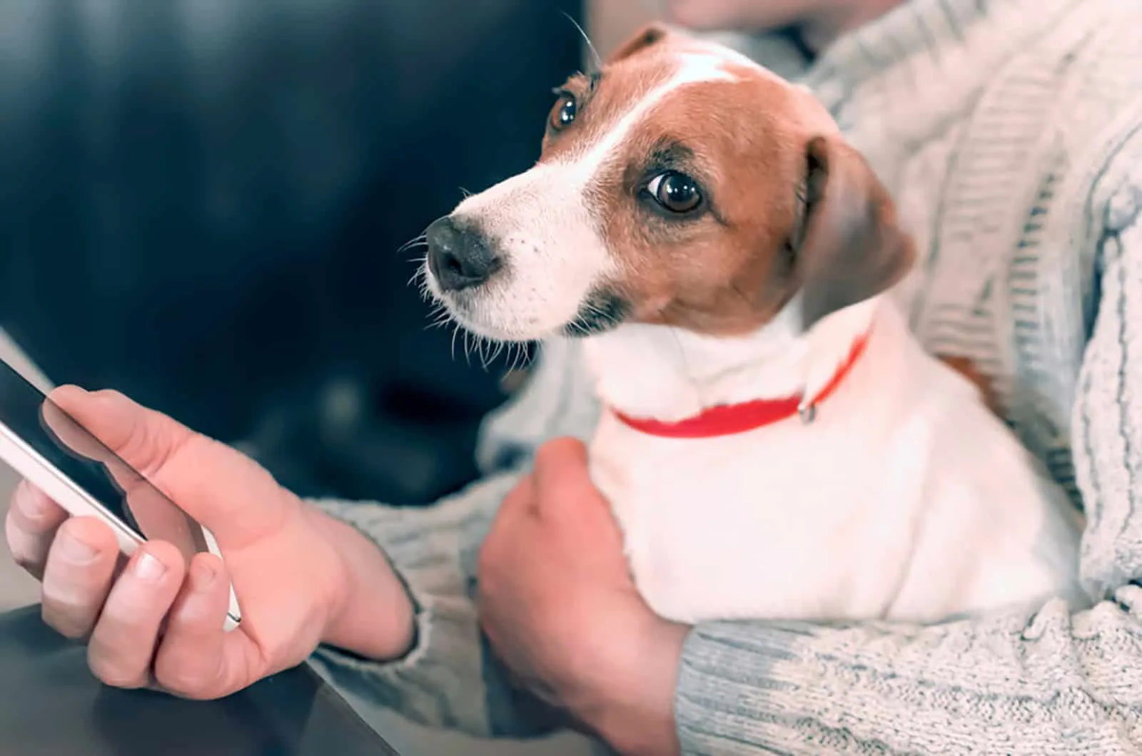 small dog jack russell terrier sitting on the lap of his owner
