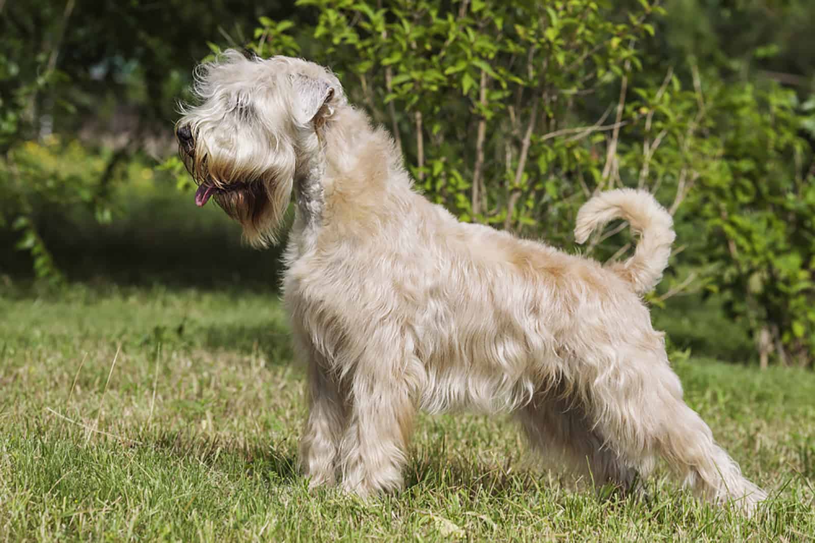 soft-coated wheaten terrier in the park