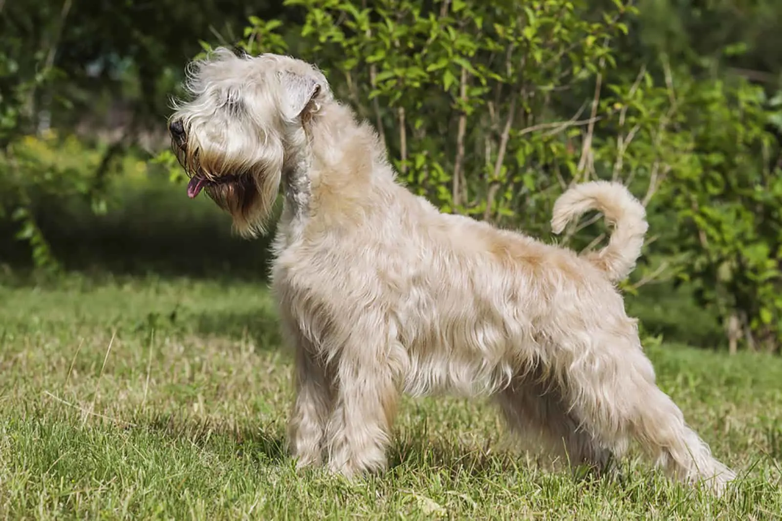 soft-coated wheaten terrier in the park