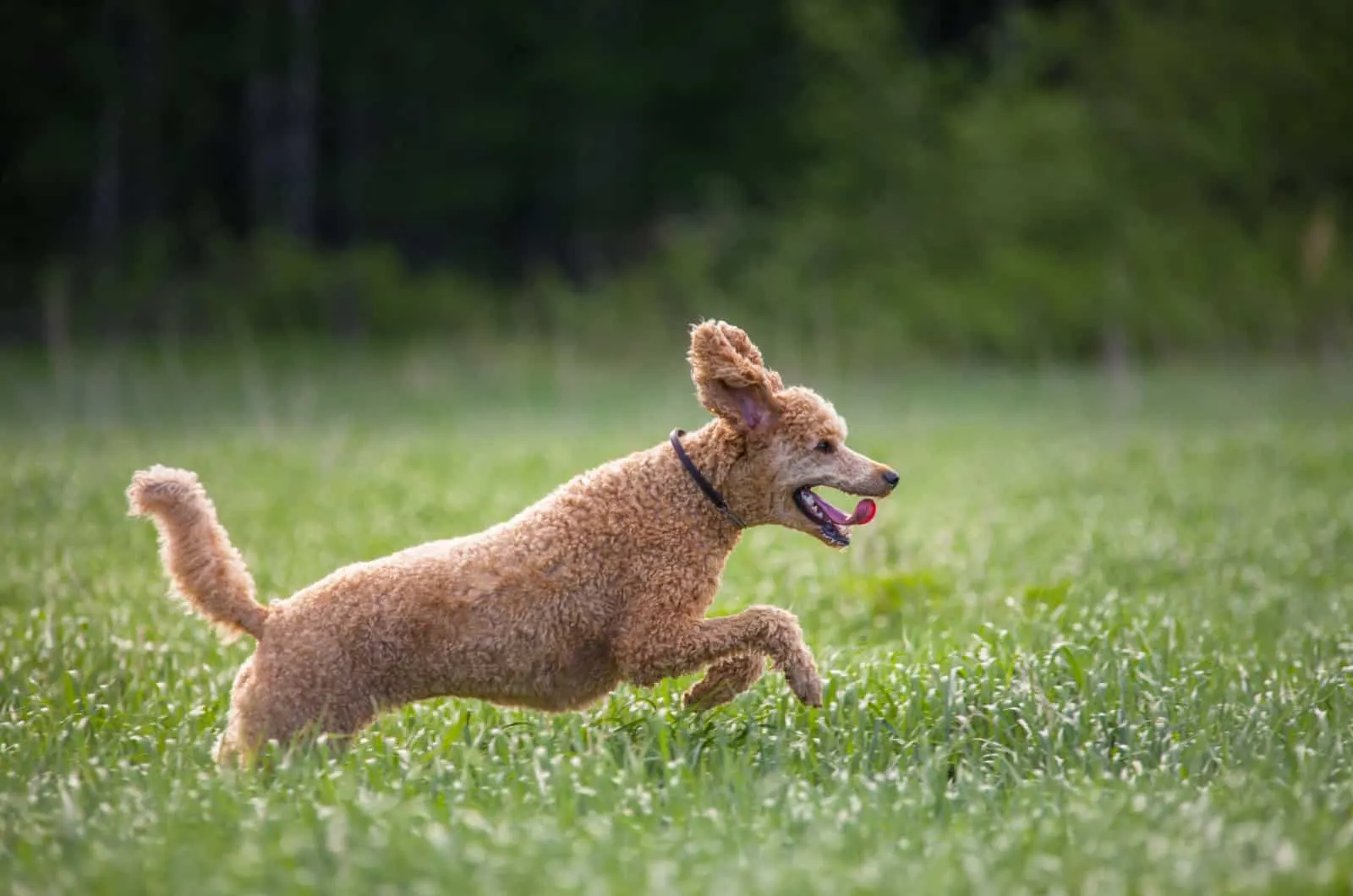 standard poodle running