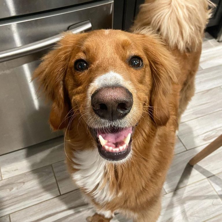 Is The Straight Hair Goldendoodle A Real Dog Breed?