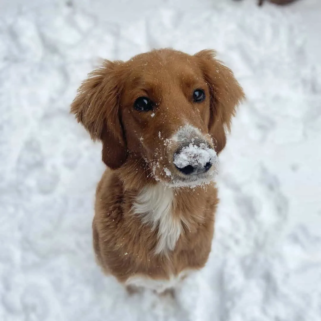 straight hair goldendoodle in snow