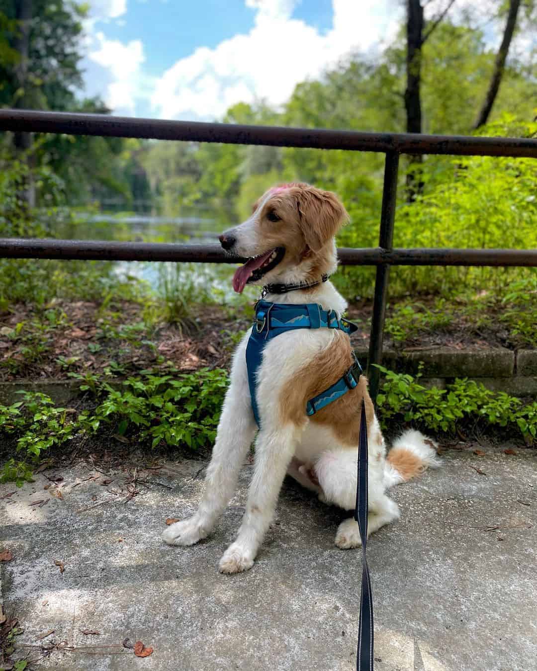 straight hair goldendoodle on a leash