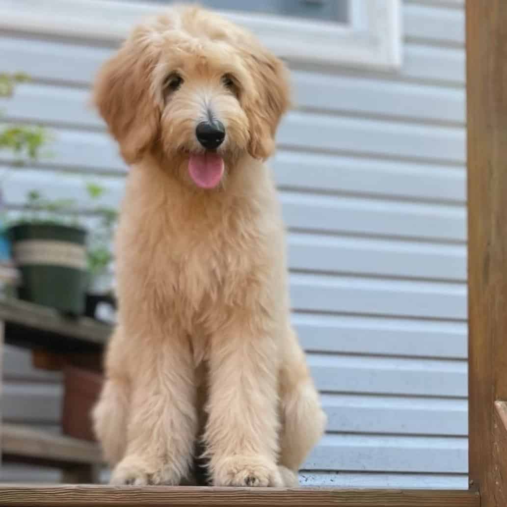 Is The Straight Hair Goldendoodle A Real Dog Breed?