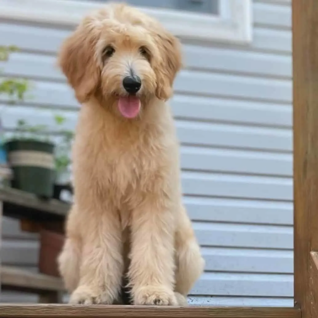 straight hair goldendoodle puppy