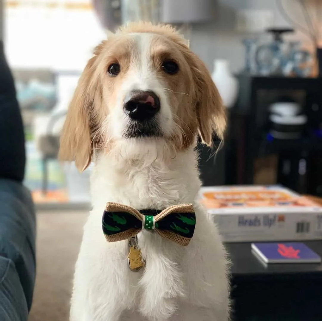 straight hair goldendoodle wearing a bow tie