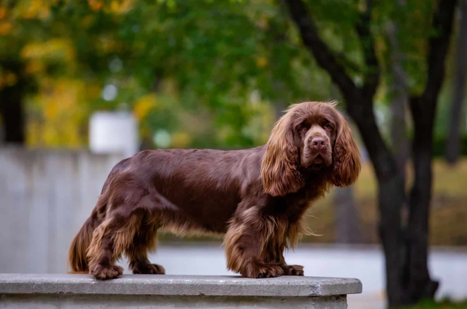 sussex spaniel