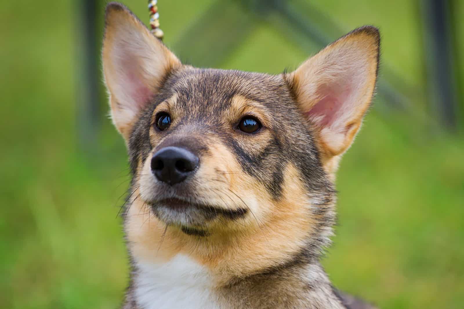 swedish vallhund in the park