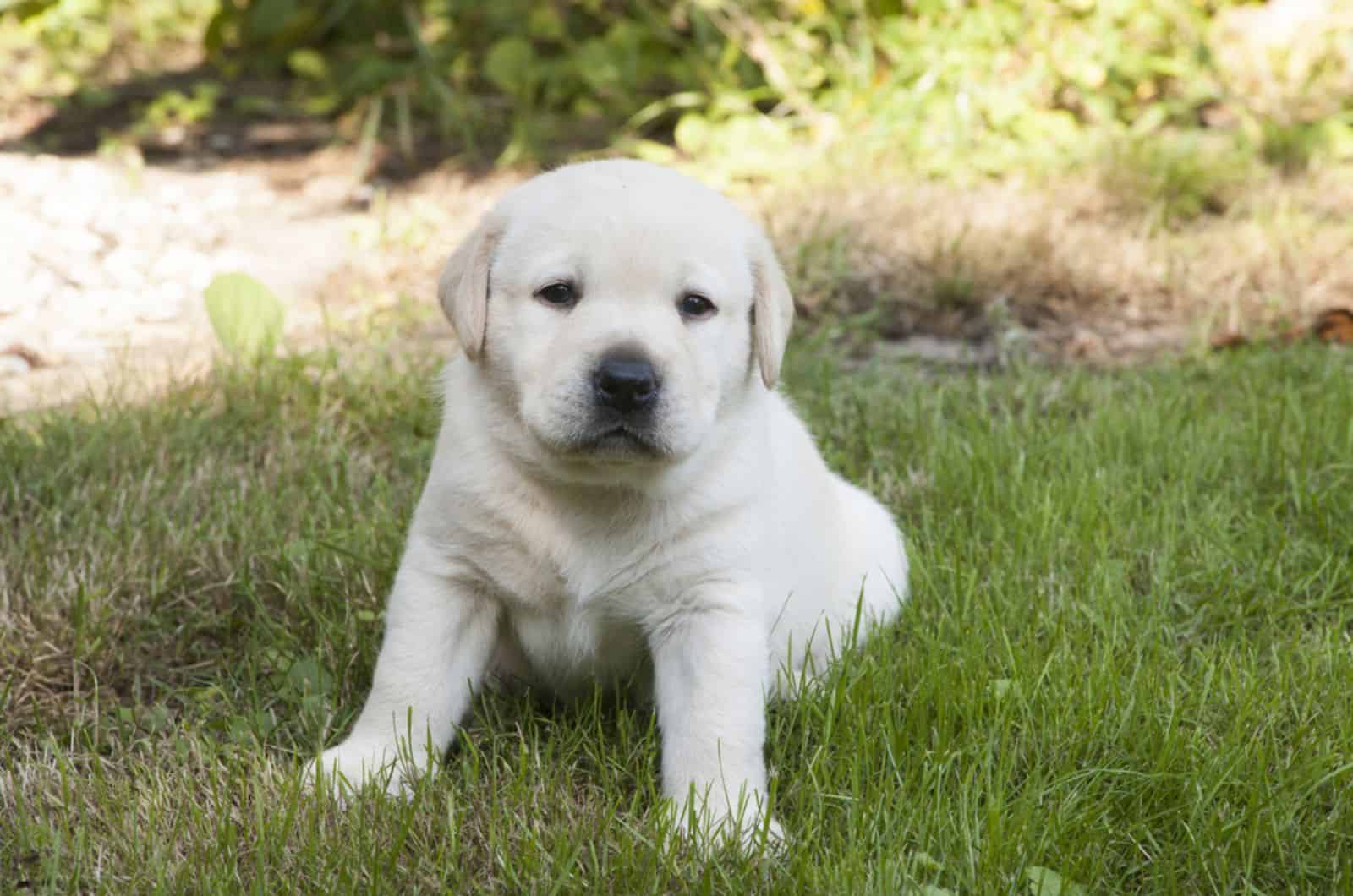 sweet labrador puppy sitting on the grass