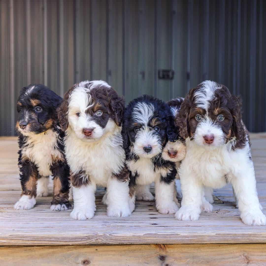 swiss doodle puppies