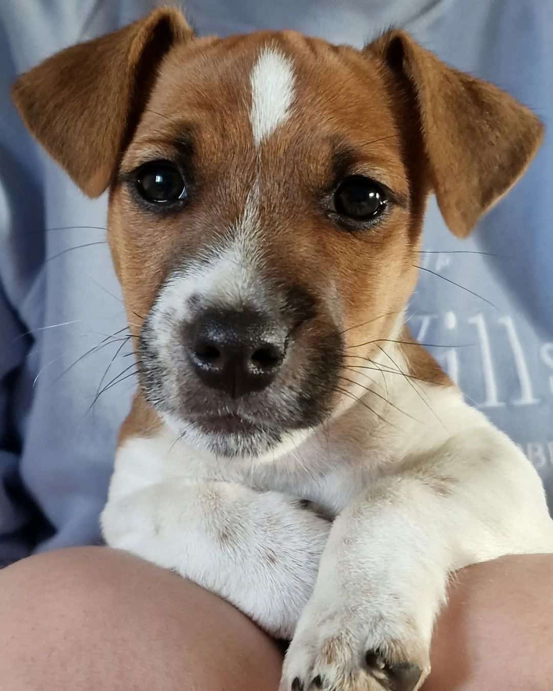 tan and white jack russell