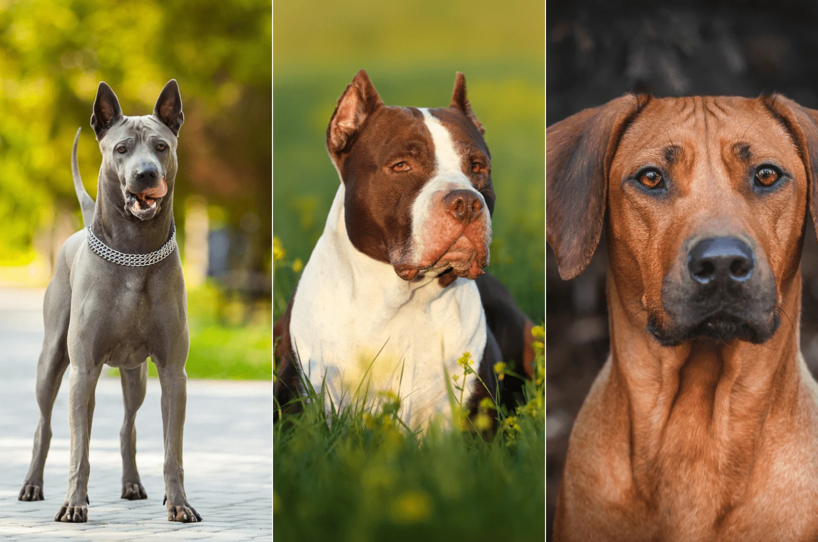 thai ridgeback pitbull rhodesian ridgeback
