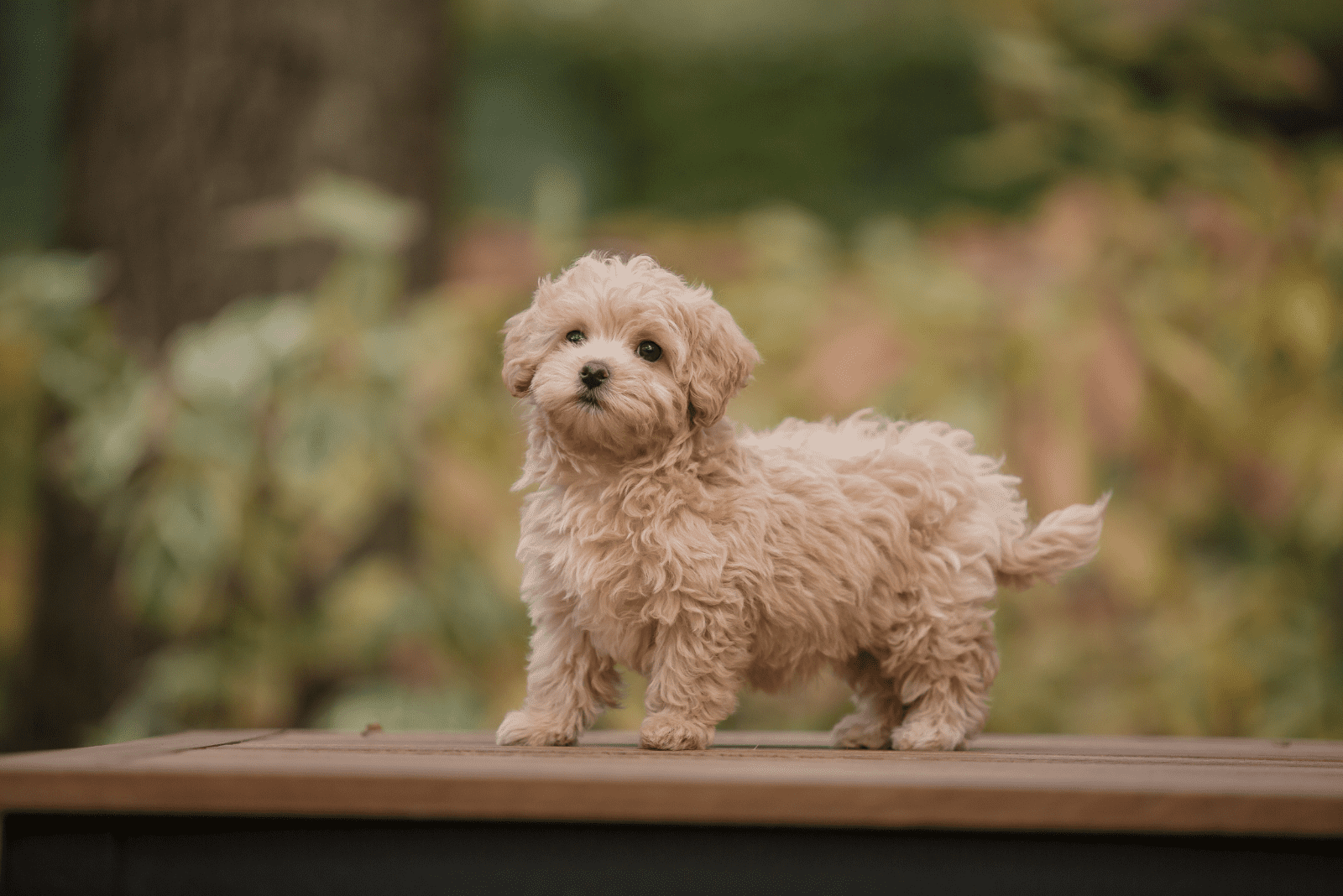 the adorable Maltipoo is standing on a wooden base