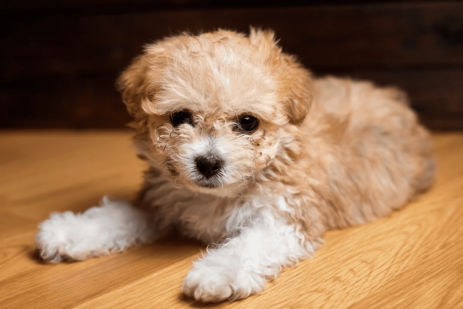 the adorable Maltipoo lies on the laminate