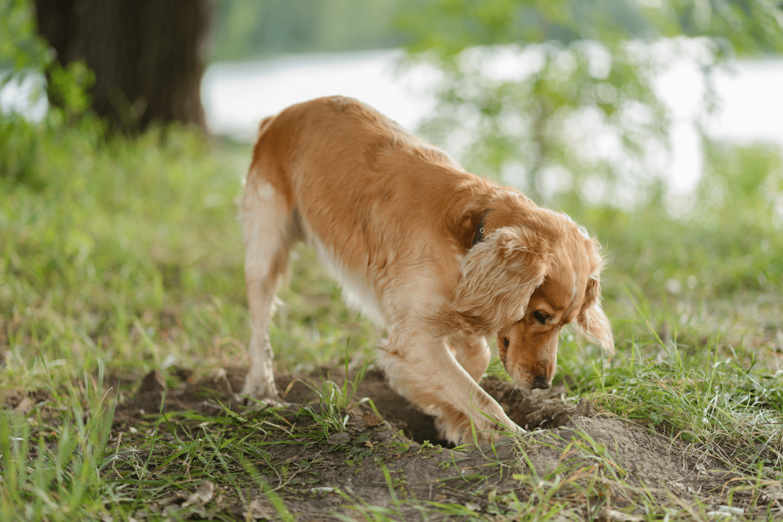 the dog is digging a hole in the garden