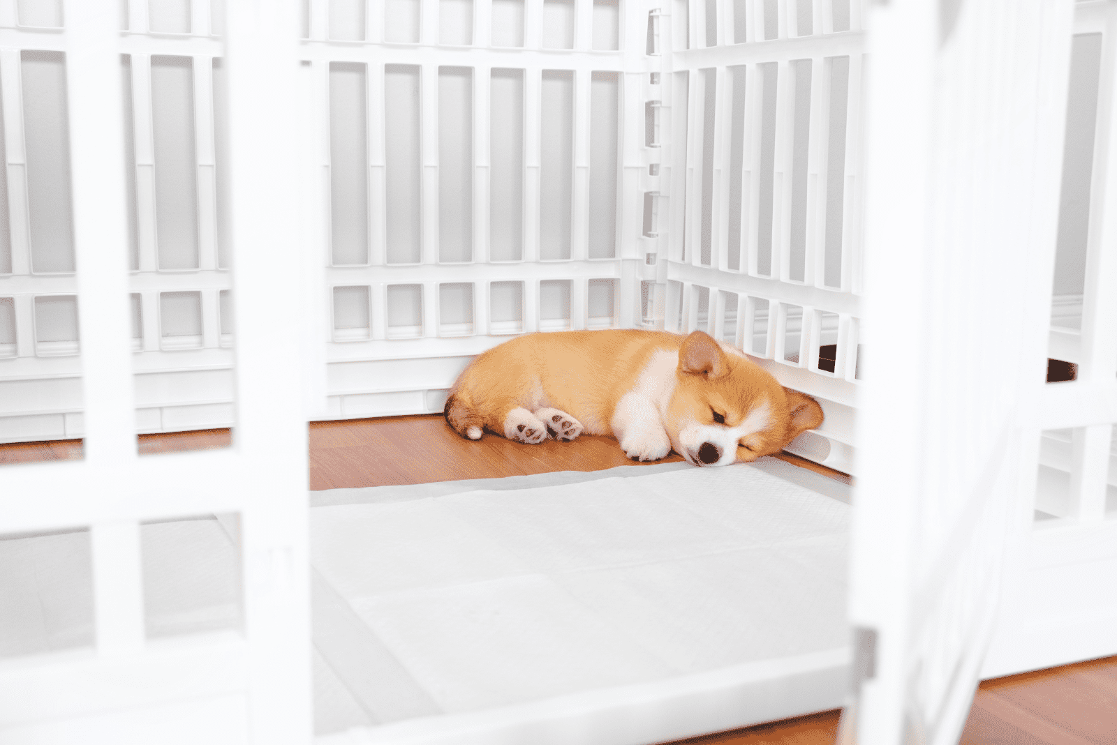 the dog is lying in the cage