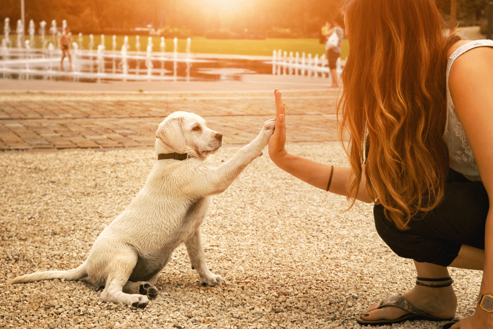 the dog is playing with the woman