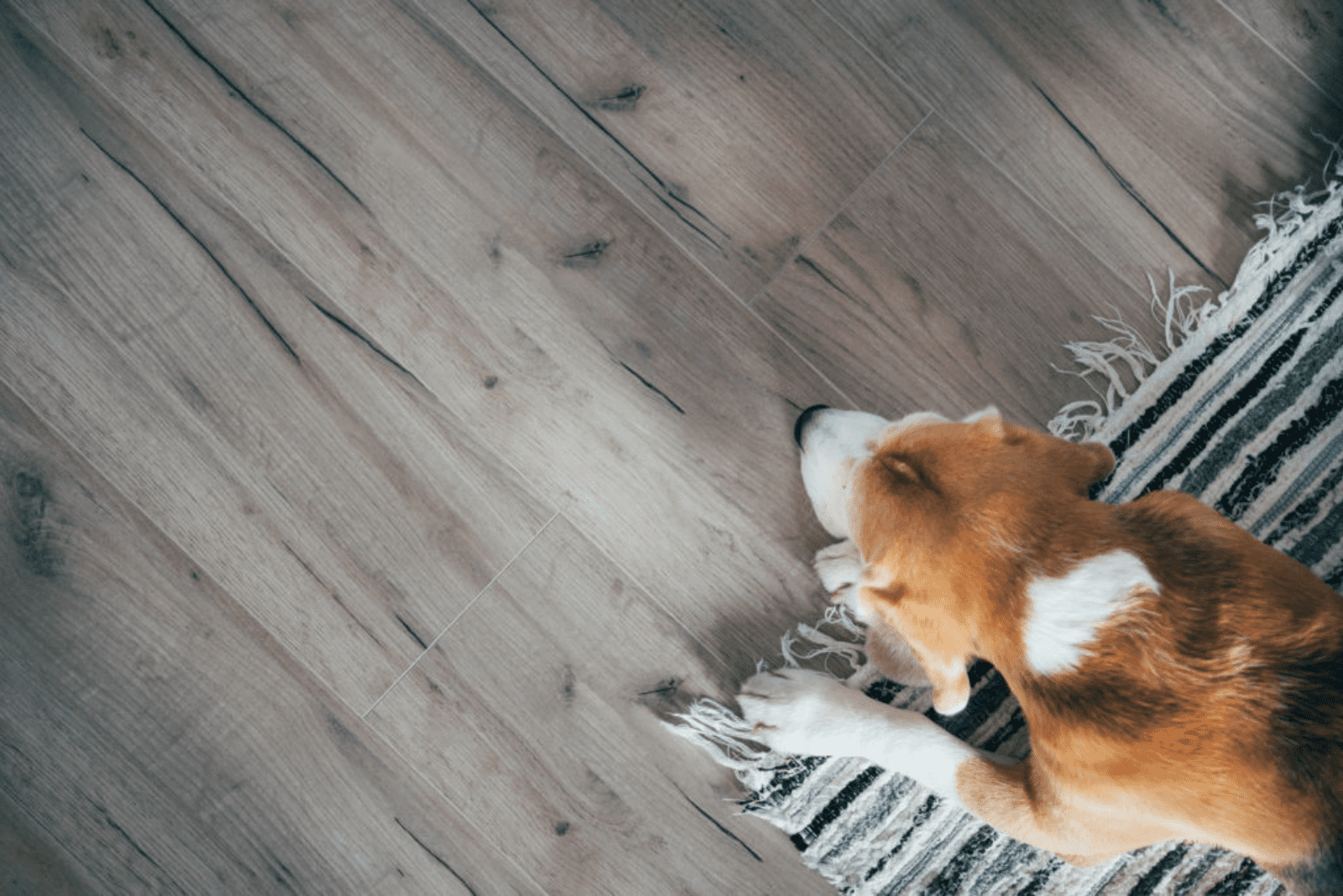 the dog is standing on the carpet and scratching