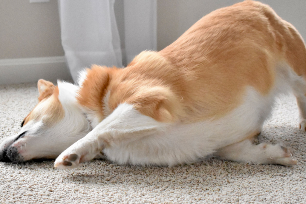 Why Do Dogs Scratch The Floor? 6 Reasons And Solutions