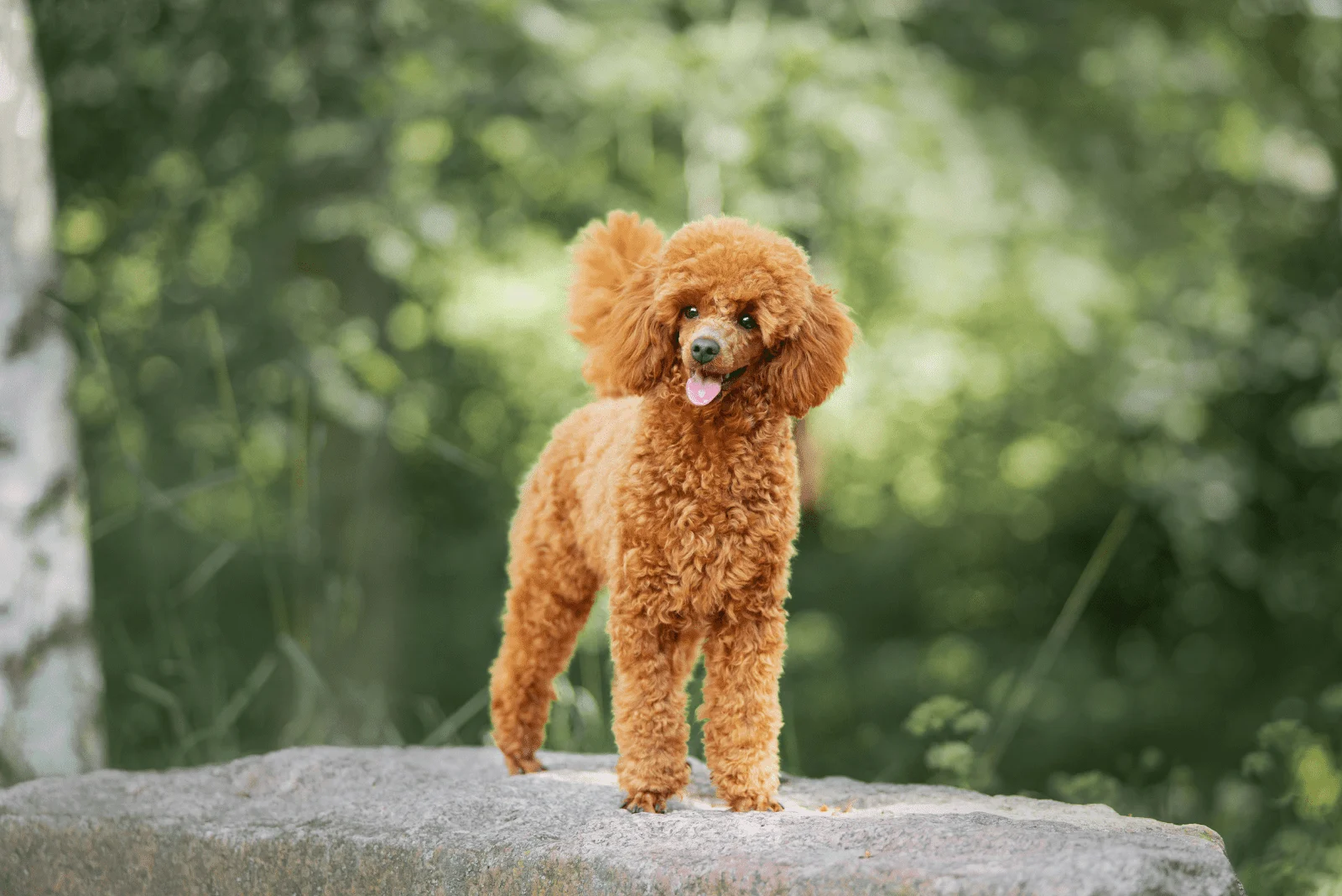 the poodle is standing on a stone