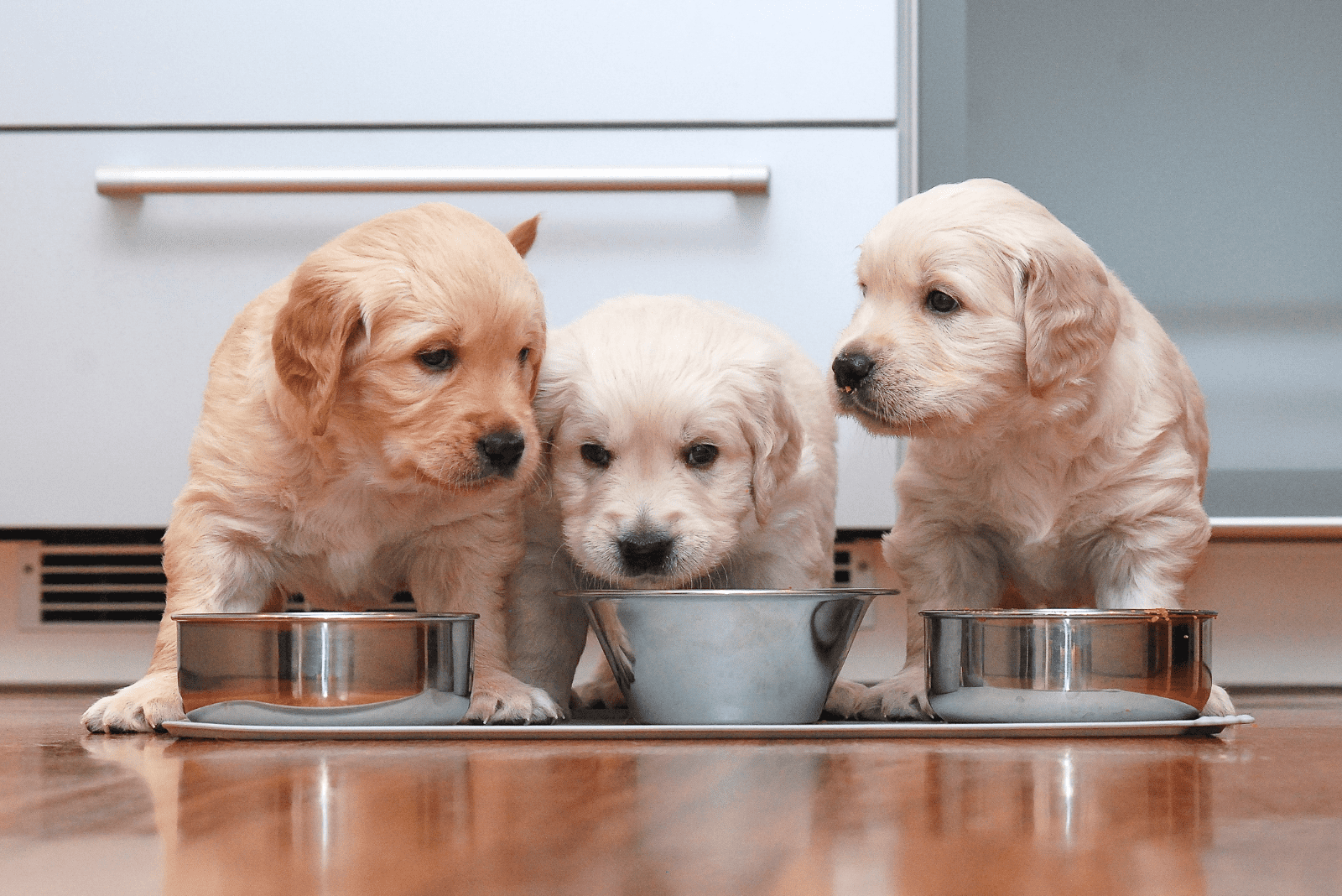 three Golden Retriever puppies are standing next to bowls of food