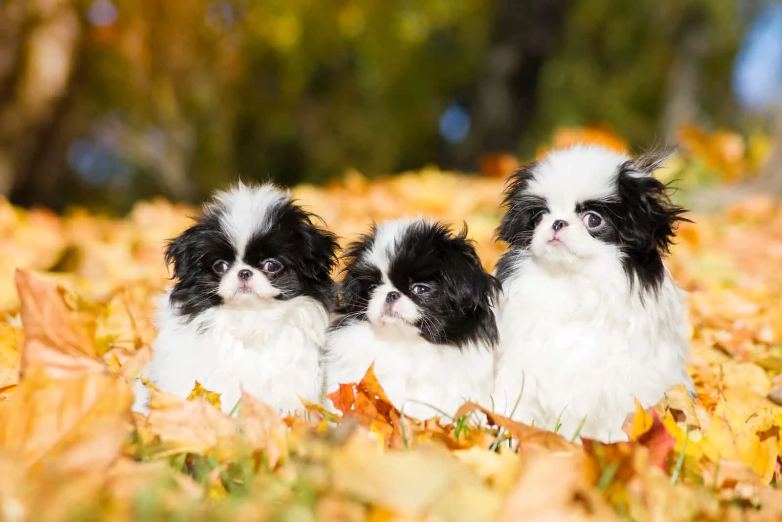 three Japanese Chin puppies