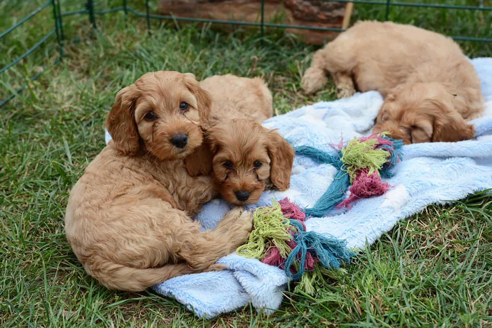 three cockapoo puppies lying together