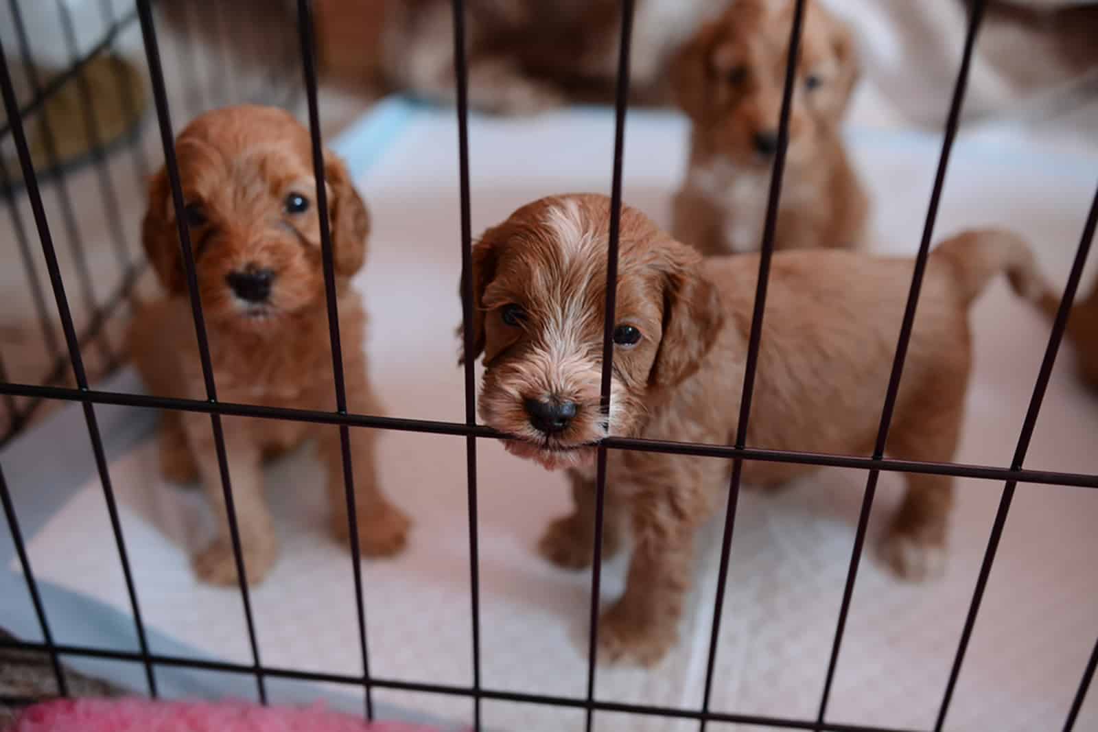 three cute cockapoo puppies in a cage