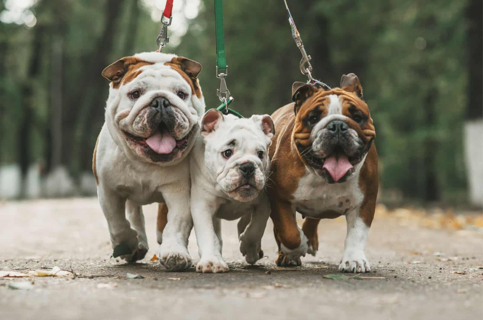 three english bulldogs on a leash