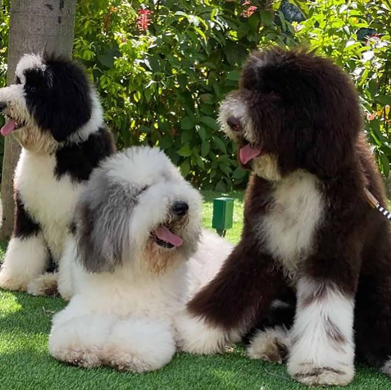 three giant poodles sitting in the grass