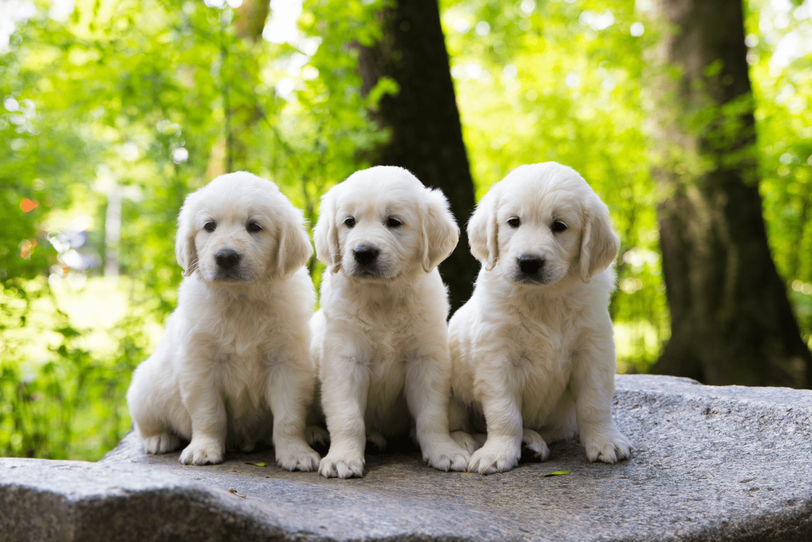 three golden retriever puppies sitting on the sidewalk