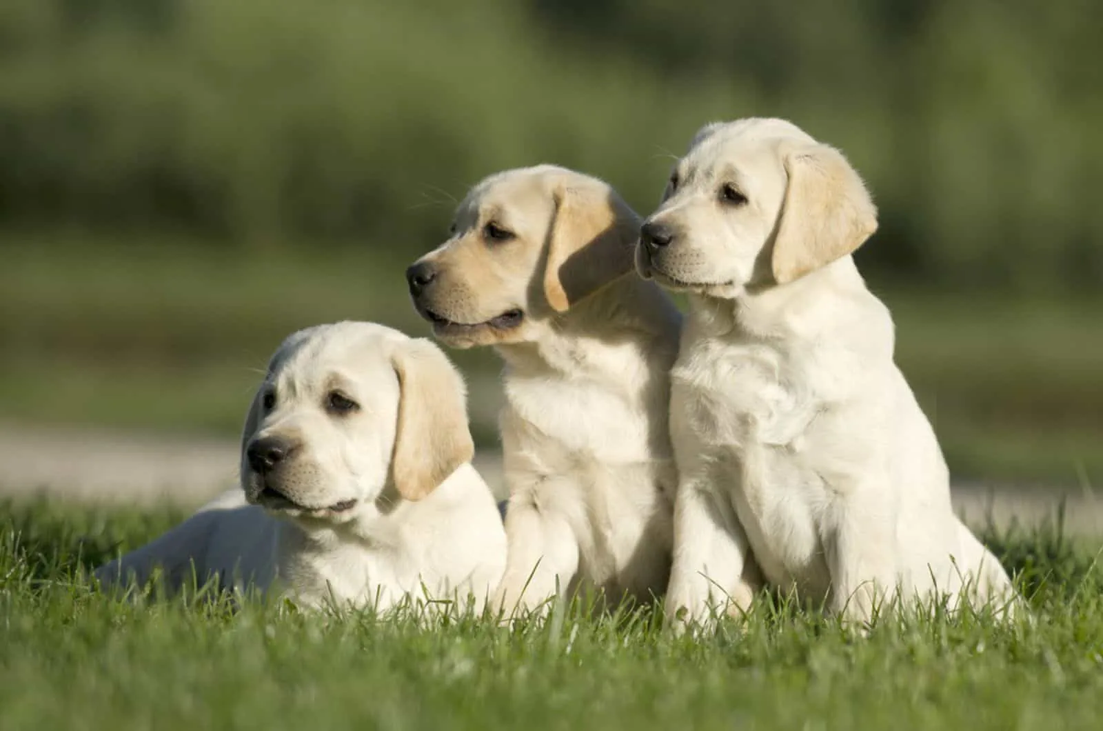 three labrador retriever puppies sitting on the lawn