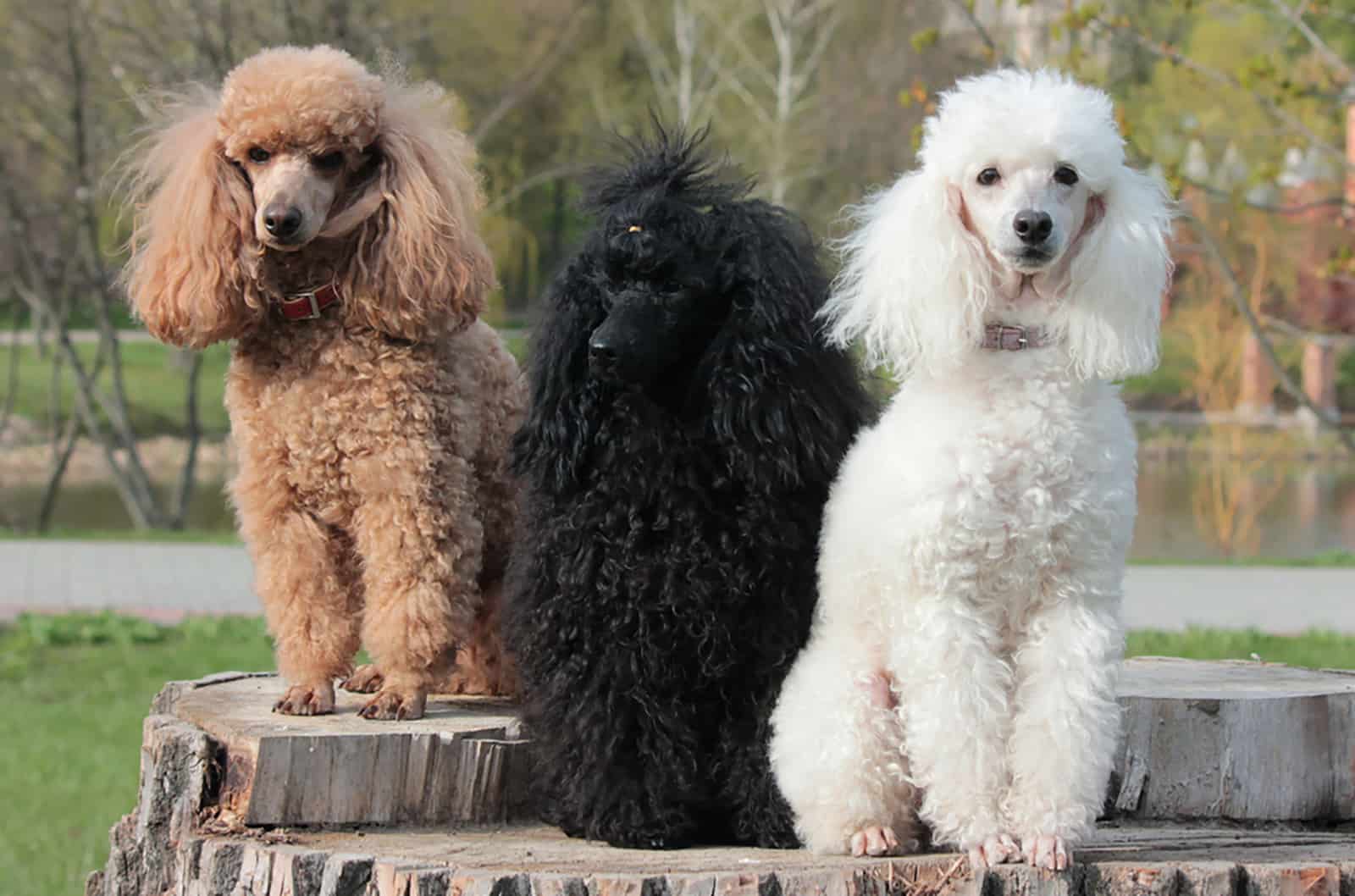 three poodles sitting together