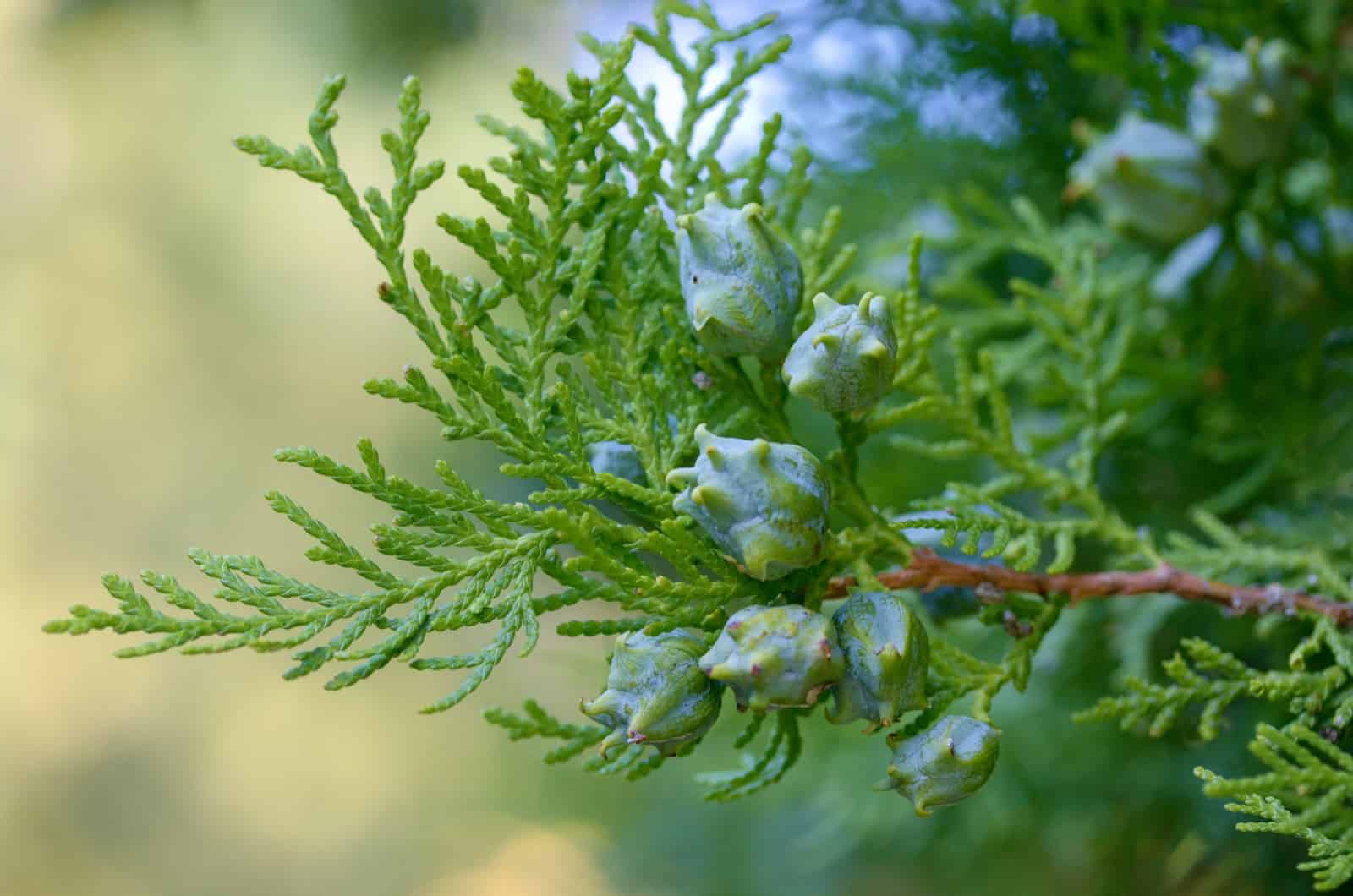 thuja plant