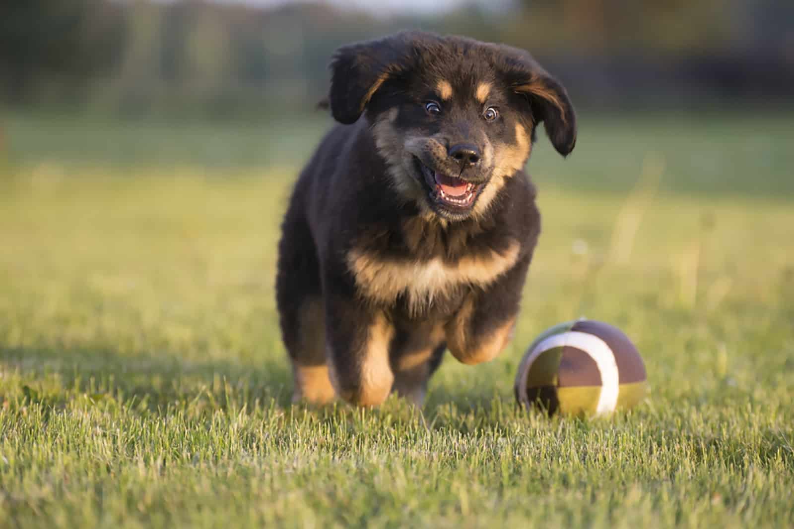 tibetan mastiff puppy playing with football ball