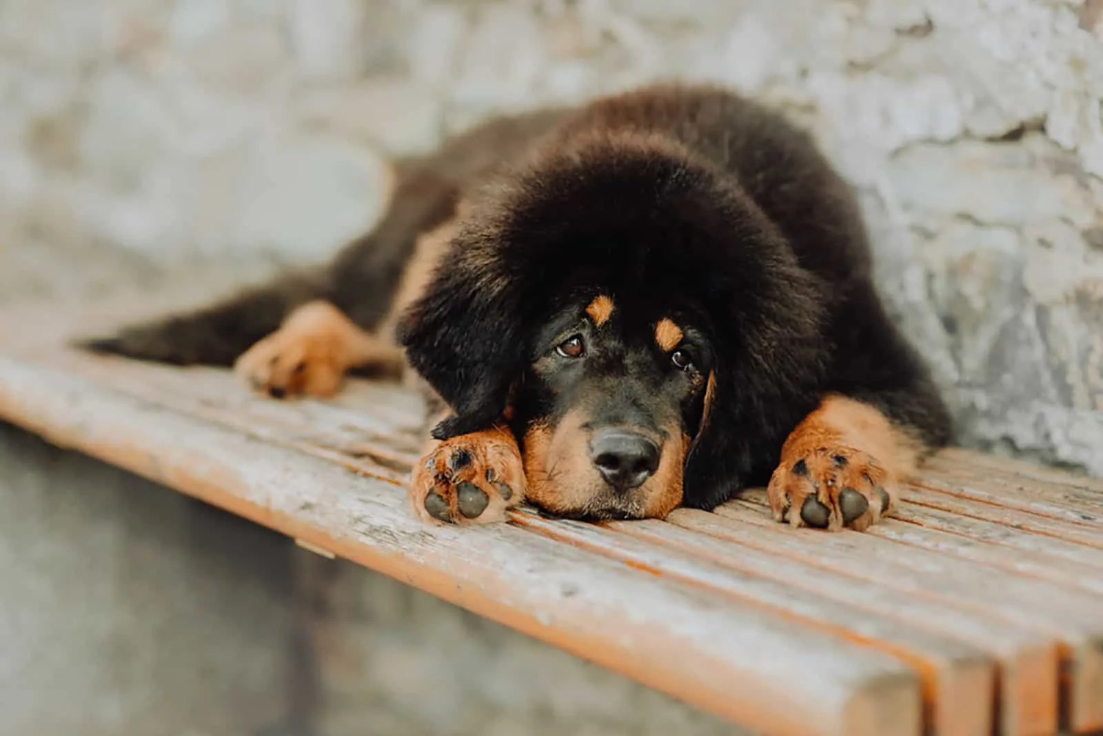 tibetan mastiff puppy lying on the bench