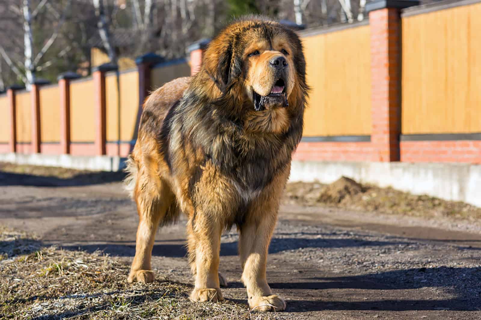tibetan mastiff standing on the road on a sunny day